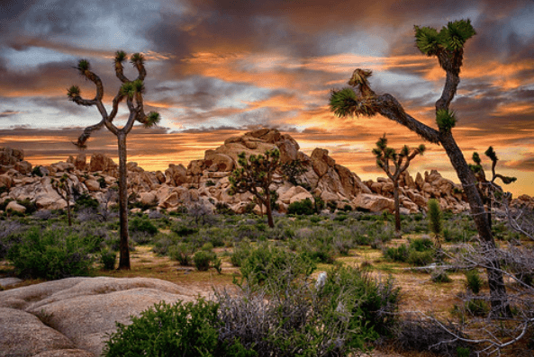 Artyarns - National Parks Edition - Joshua Tree - fabyarns